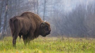 Protecting Bison Is Critical To Native American Ecosystem, Culture