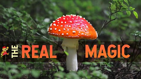 12,000 People Ate this Mushroom and This is What We Found!