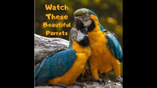 watch these beautiful parrots