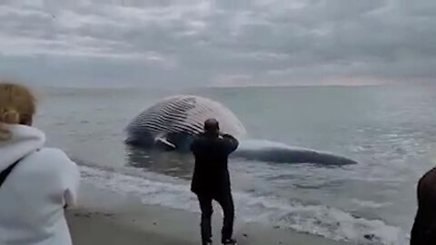 Dead Whale Stranded Near The Coast of Estepona, Spain
