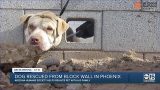 Dog rescued from block wall in Phoenix