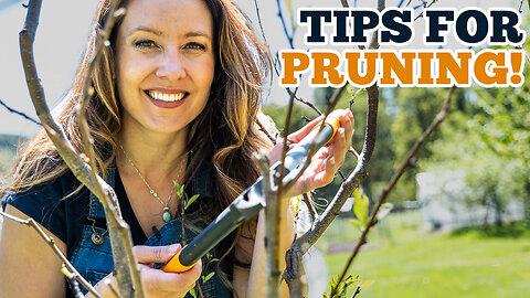 Learn these tips for PRUNING & SHAPING your fruit trees!