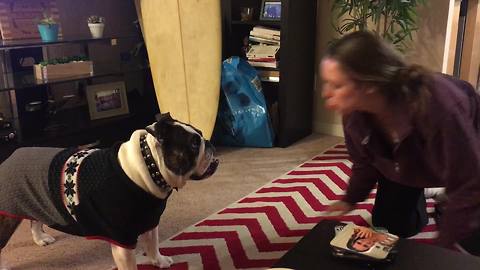 Bulldog in sweater doesn't like fart noises!
