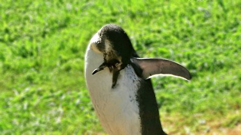 Rescued penguin with broken bill preening after a swim