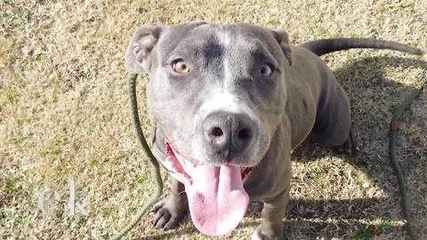 Pit Bulls on Death Row get a second chance at life
