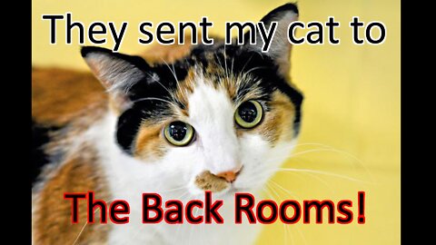 They sent my cat to the Back Rooms!