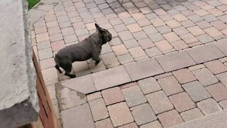 Watch out the frenchie coming through