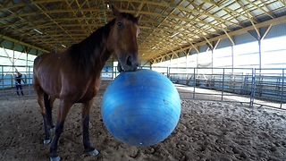 Racehorse turned therapy horse plays ball with first responder