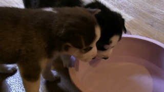 Husky Puppies Drink Water for the First Time