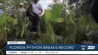 Largest Python Caught in Florida