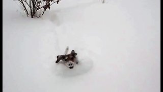Beagle puppy's first experience with deep snow delights his family