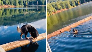 Adventurous Dog Falls Into Lake While Practicing His Balance Skills