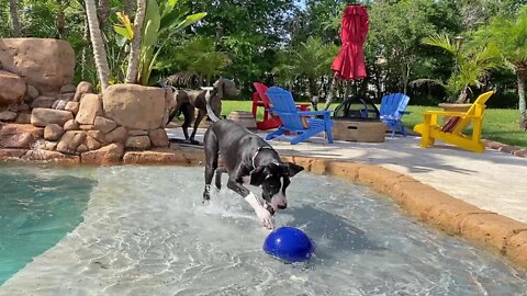 Great Dane plays with her toy in the pool