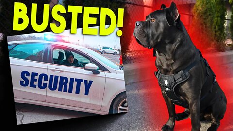 Cane Corso BUSTED by SECURITY