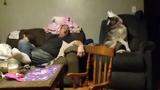 Dad, daughter & husky engage in howling contest