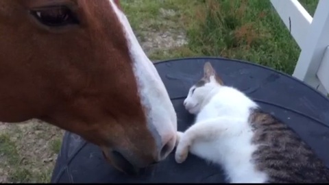 A cat shares an incredible bond with a fellow farm resident. You won't believe how close they are!