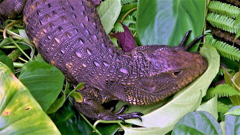 Caiman lizard is a mystery to researchers and scientists
