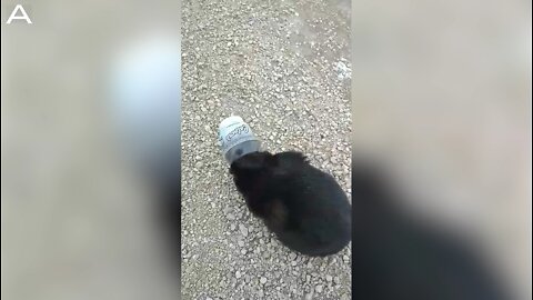 Man Saves Helpless Cat Whose Face Was Stuck In Litter