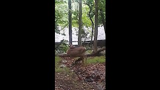 Deer introduces woman to her 2-day-old fawn