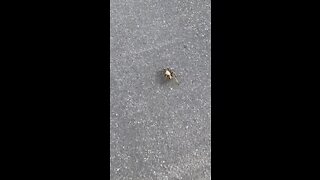 Tarantula mating season
