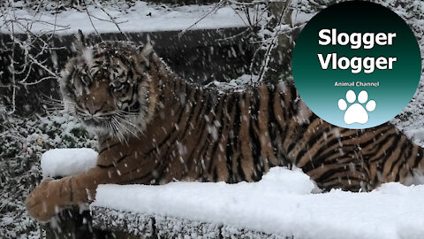 Animals at Dudley Zoo in England enjoy rare UK snowfall