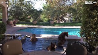 Una famiglia di orsi si rilassa in piscina