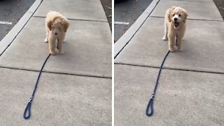 Dog realizes owner drops the leash, has adorable reaction
