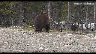 Grizzly sow with cubs John Harmon