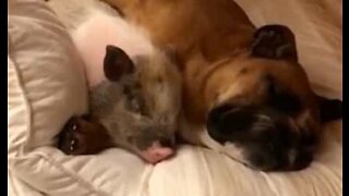 Søt hund og gris er bestevenner og sover sammen
