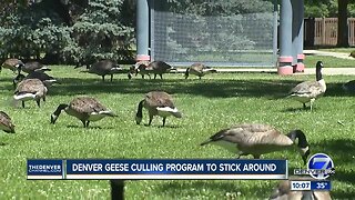 Denver locals outraged about discussion of another geese roundup