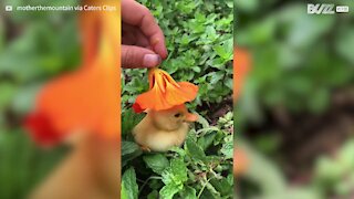 Patinhos bebé usam flores como chapéus!