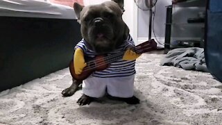 Music-loving bulldog is ready to be a one-man band