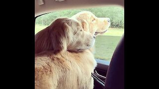 Golden Retriever duo preciously window watches together