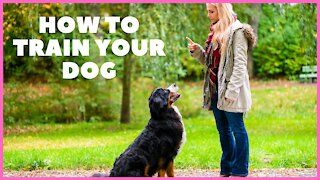 Dog Psychology 101 - Basic Dog Training