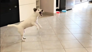 Jack Russell Terrier is a bubble bursting machine