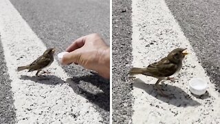 Biker rescues dehydrated bird on side of the road