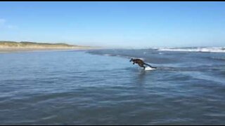 Marsupial pega ondas em praia da Austrália