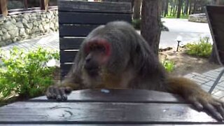 Una scimmia che vuole essere imboccata
