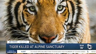 Alpine sanctuary blames human error after tiger kills another tiger