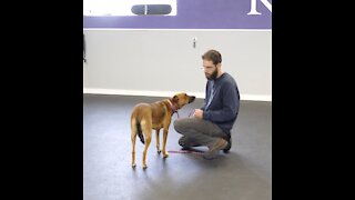 Incredible Transformation of a Fear Aggressive Dog Through Obedience Training!