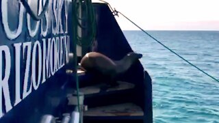 Adorable baby sea lion makes himself at home on tour boat