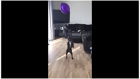 French Bulldog ferociously plays with balloon