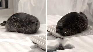 Rotund seal bounces around enclosure