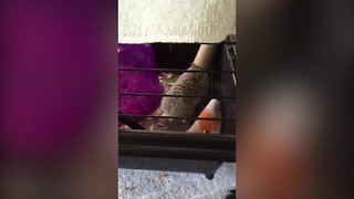 Hedgehog gets Stuck in a Situation!