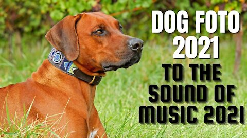 DOG PHOTOS 2021 MUSIC 2021