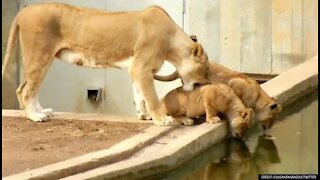 Mom knocks lion cub into the water