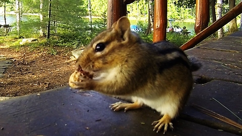 Shockingly large parasite removed from chipmunk by veterinarian