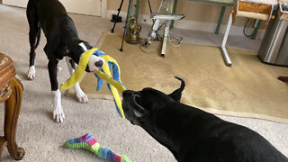 Funny Great Dane Puppy Gets Tangled Up In Octopus Toy
