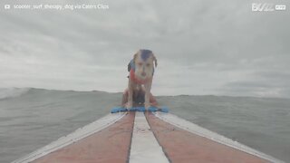 Meet Scooter, the surfing dog!