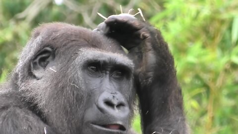 Tense clash of female gorillas at Bristol Zoo